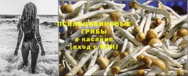 прущие грибы Абаза